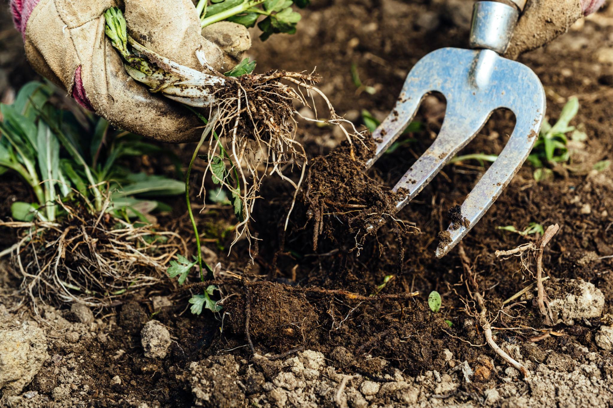 Professional weeding service removing unwanted weeds