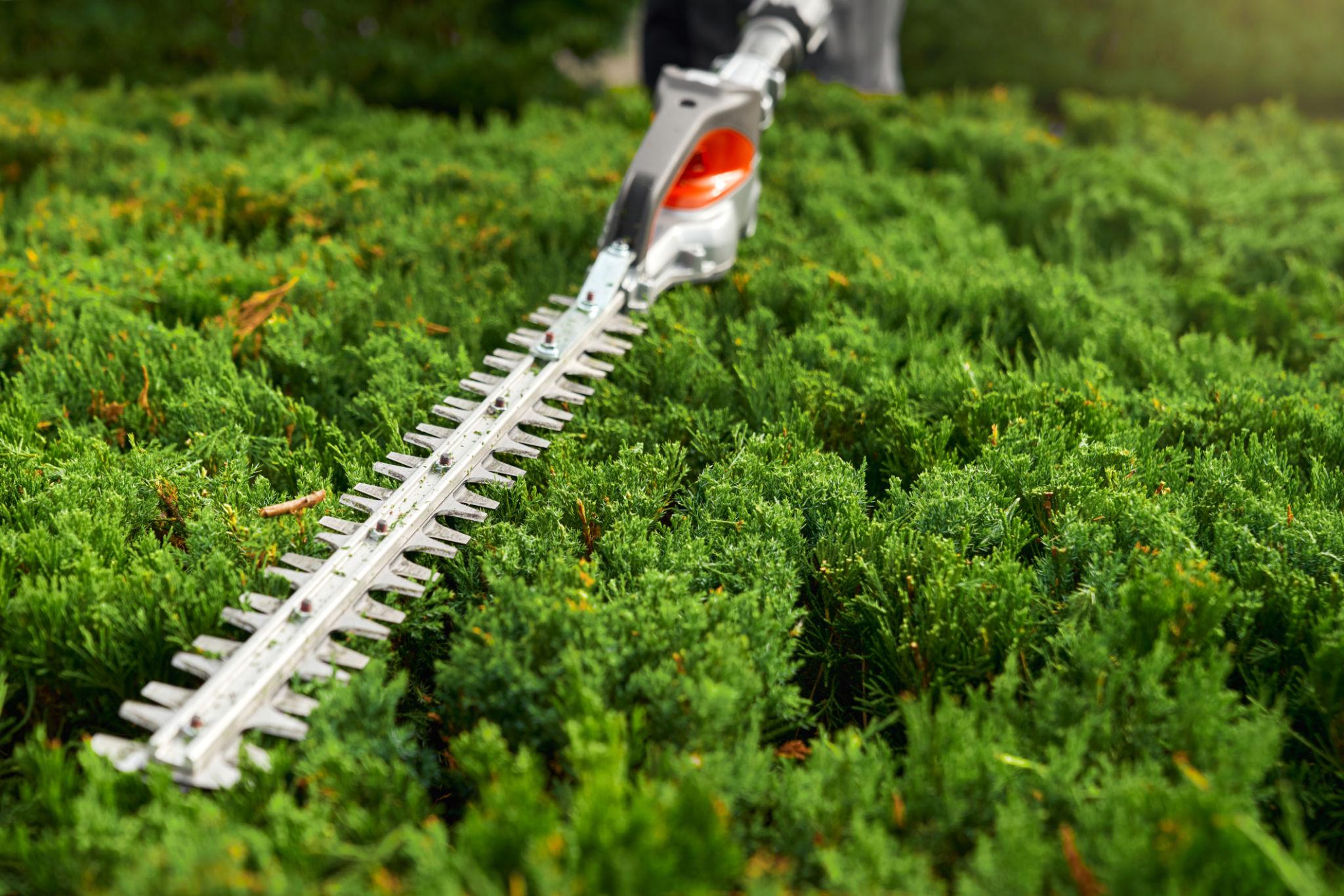 Professional hedge cutting and trimming service