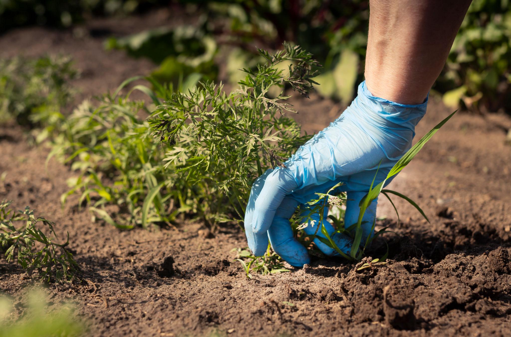 Beautiful weed-free garden after professional weeding