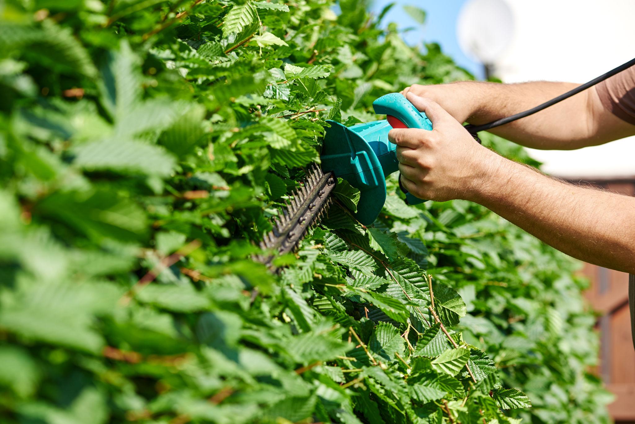 Beautifully trimmed hedge after professional cutting