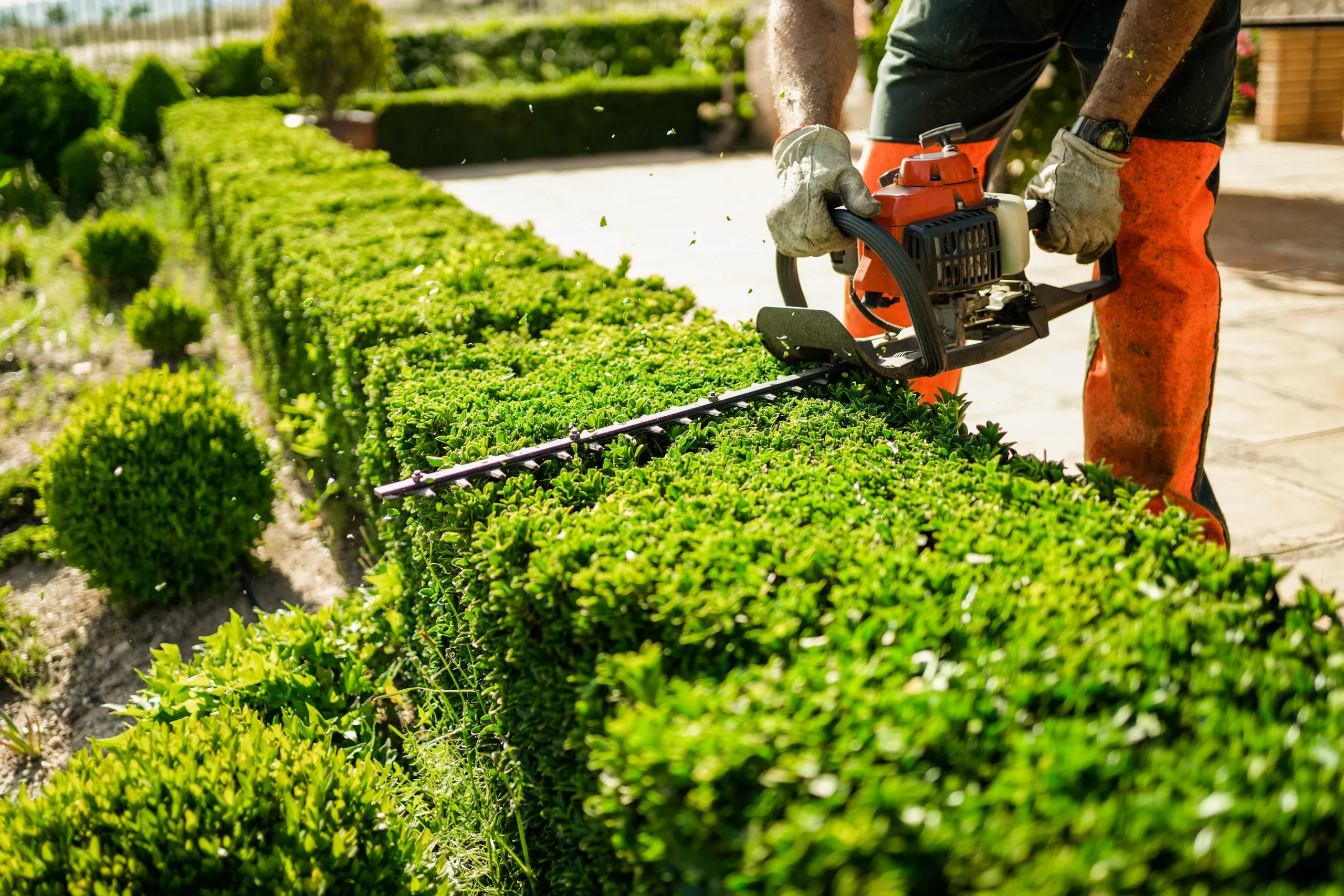 Hedge cutting