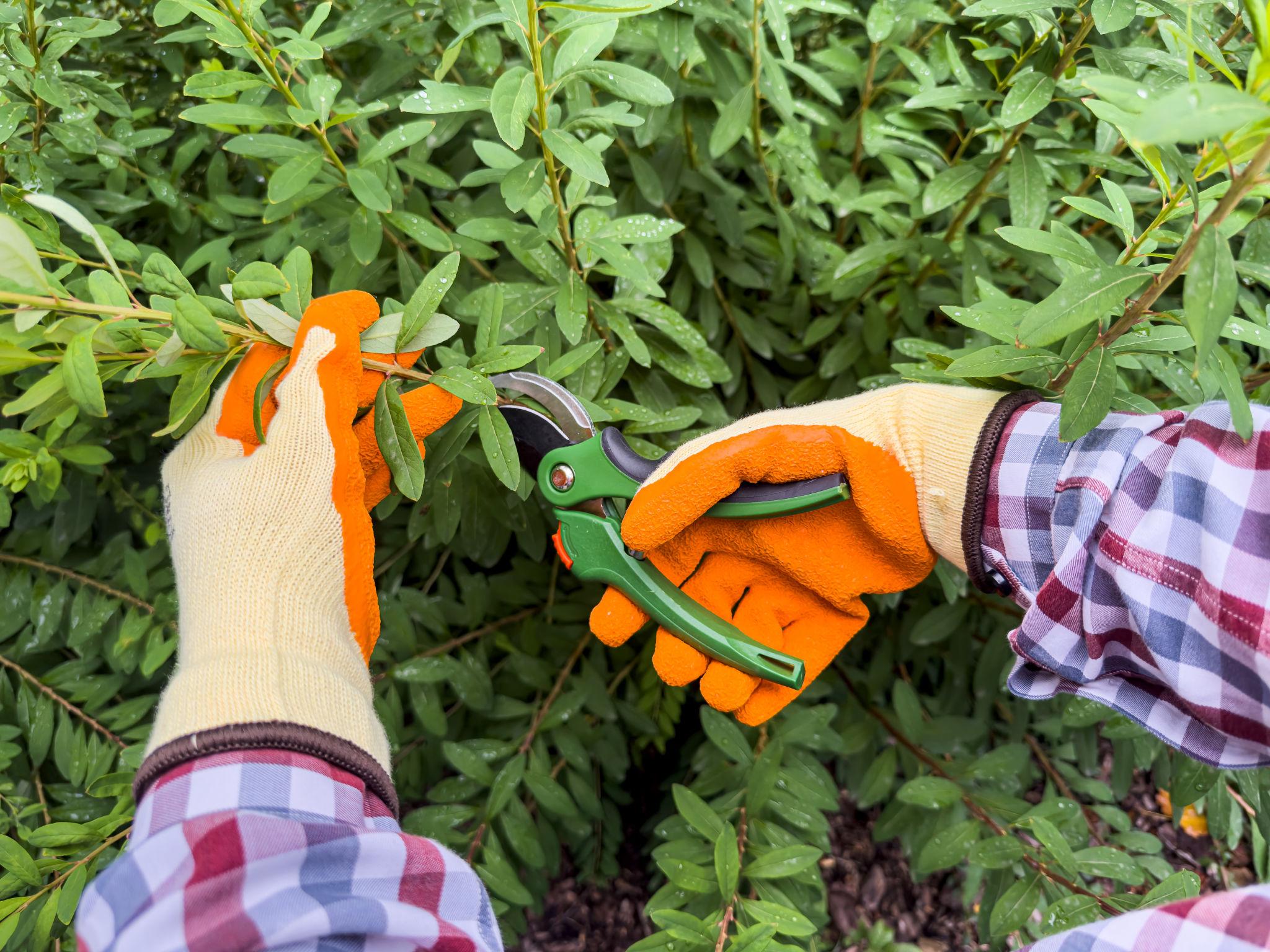 Healthy plants after professional pruning