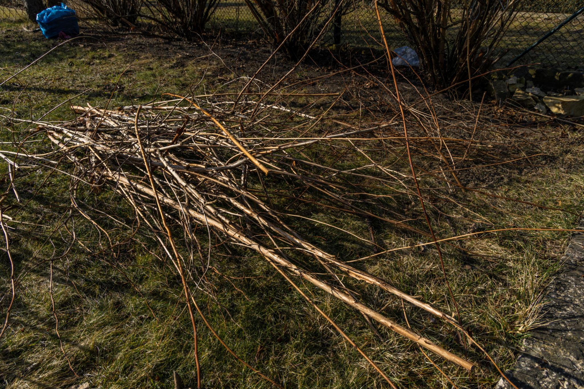 Professional pruning of trees and shrubs