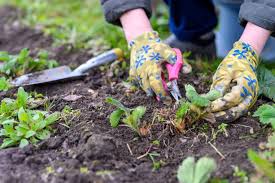 Weeding service